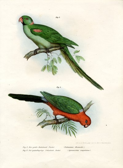 Alexandrine Parakeet by German School